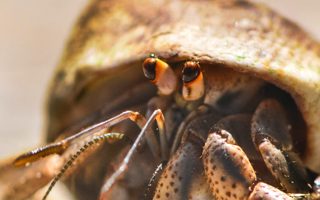 Symbols for Sustainability: The Hermit Crab